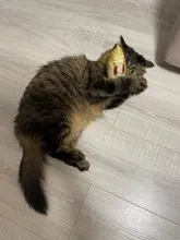 Cheap Pet Products Fish Toy Cat Scratch Board Scratching Post Catnip toys for Cat Pet