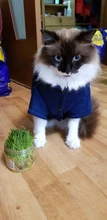 Invierno ropa para gato mascotas ropa de cachorros y perros sudaderas con capucha para pequeño mediano perros gato gatito Kitty trajes gatos abrigos chaquetas trajes