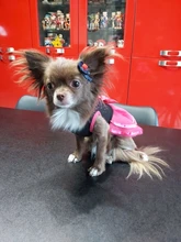 5 unids/lote Pet perro pelo Clips de lazo horquilla flor gatito cachorro aseo suministros para perro pequeño osito Chihuahua