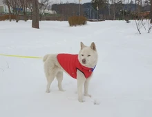 Vest Dog Jacket French Bulldog Waterproof Coat Pet-Outfit Dogs-Pet Winter Large Medium