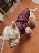 Pet-Dog-Jacket Harness Bulldog-Outfits Labrador Warm French Chihuahua Waterproof Large