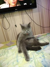 ANPWOO 5M/10M/20M/30M opcional, 2,1mm/5,5mm jack RJ45 + DC de extensión Ethernet Cable CCTV para cámaras IP sistema NVR