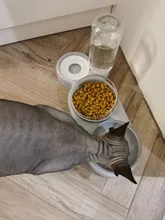 Pet-Feeder Pet-Products Food-Bowl Water-Dispenser Cats Drinking Automatic Dogs for 2-In-1