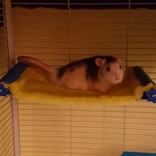 Warm Bird Nest Hammock Parrot Cockatiel Hamster Chinchilla Cage Sleeping Bed