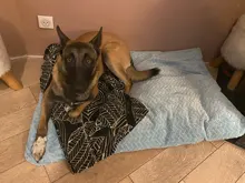 HOOPET Pet Dog Mat Soft Pillow Bed For Dogs Soft Flannel Thickened Pet Soft Fleece Pad