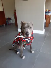 Dog Coat Dog-Jacket Labrador Reflective Large Breed Chihuahua Waterproof Winter Overalls