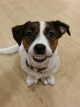 Furniture Hardware Wheels Replacement Rubber Caster Swivel Safe-Rollers Office-Chair