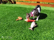 Squeaky Pet Cat Toys for Cats Catnip Plush Cat Toy Plush Kitty Katten speelgoed gatos