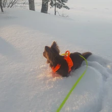 Adjustable Harness Dog-Accessories No-Pull-Vest Truelove Large Padded Pet-Dog Outdoor-Sport