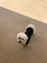 Pet-Dog-Clothes Jacket Coat Puppy Dogs Chihuahua Cotton for Warm Thick And Thin