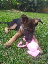 Calamar bonito y pequeño sonido de juguete de perro BB, mascota de peluche, cuerda de perrito, mordedores de juguete con sonido rosa para gato