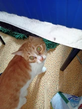 Candle-Light Lampara Corn-Bulb Bombillas E14 69 GU10 B22 72leds E27 220v G9 5730SMD 48