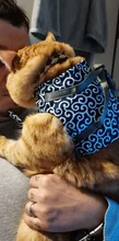 Vest Leash-Set Collar Dog-Harness Cat Japanese-Style Walking Lead Outdoor 