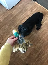 Rope Squeak-Toys Pet-Puppy Duck-Shaped Chew Squirrel Plush Cotton Cartoon Animals Lovely