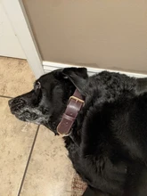 Dogs-Tag Collars German Shepherd Brown Personalized Genuine-Leather Pitubull Rich Large