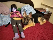 Bungee-Leash Collar German Shepherd Dogs Elastic Military Tactical Nylon for Large