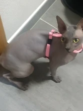 Pet Cat Collar Harness And Leash Adjustable Nylon Pet Traction Dog Kitten Halter Collar