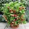 Strawberry Seeds strawberry seeds for growing in a pot balcony strawberry seeds (50 pcs) berry seeds plant seeds ► Photo 2/6