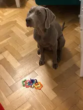 Toy Chew-Toys Pet-Ball Interactive Colorful Rainbow Teeth-Training Round Cat Rubber Dog