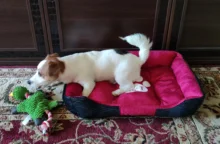 Perro de juguete duradera lindo papá pato haciendo sonido perro de peluche juguetes masticables para cachorros formación juguetes para la dentición para pequeños perros mediano