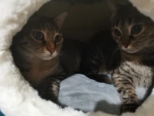 Bed Kennel Cat-House Hoopet Cave Home Dog-Puppy Warm for Teddy