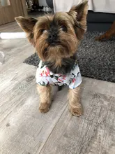 Camisetas de verano para perros, ropa de playa, chaleco para mascotas, camiseta Floral, Hawaiana para gatos pequeños y grandes, Chihuahua