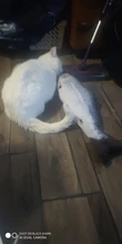 60cm Big Fish Shape Cat Toys for Cats Plush Catnip Mint Stuffed Kedi Kitty Toy Bite Puppy