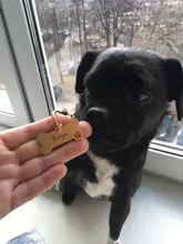 Anti-perdido personalizado Pet ID Tag perro Collar de identificación de mascotas nombre de gato para gato Collar de cachorro etiqueta colgante accesorios Collar mascotas