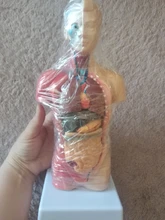 Torso humano cuerpo modelo de anatomía, anatómico médico los órganos internos para la enseñanza Dropshipping. Exclusivo.