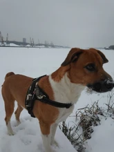 Perro suministros nailon mascota perros arnés Collar de Pet de alta calidad productos harnais pour chie para grandes Grande Mediano pequeño arnés de perro