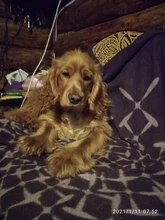 Dog Coat Dog-Jacket Labrador Reflective Large Breed Chihuahua Waterproof Winter Overalls