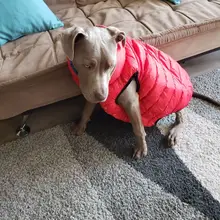 Vest Dog Jacket French Bulldog Waterproof Coat Pet-Outfit Dogs-Pet Winter Large Medium