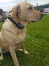 Cat-Nameplate-Collar Engraved Puppy Dogs Custom Personalized Adjustable Pug for Small