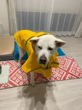 Puppy Raincoat Pets-Clothes Teddy Reflective-Tape Large XS-XXXL Bear-Big