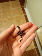 1PC latón serpiente pendiente Clips sin Piercing Punk Clip no perforado pendientes puños de oído para los hombres y las mujeres negro falso Piercing joyería