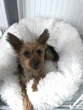 Cat Nest House Bed-Basket Sleeping-Mat Square Plush-Calming Cozy Dogs Warm Small Large