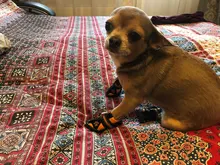 Boots Pet-Shoes Dog Large Waterproof Anti-Skid Small Winter Golden Warm Big 8-Sizes Wear-Resistant