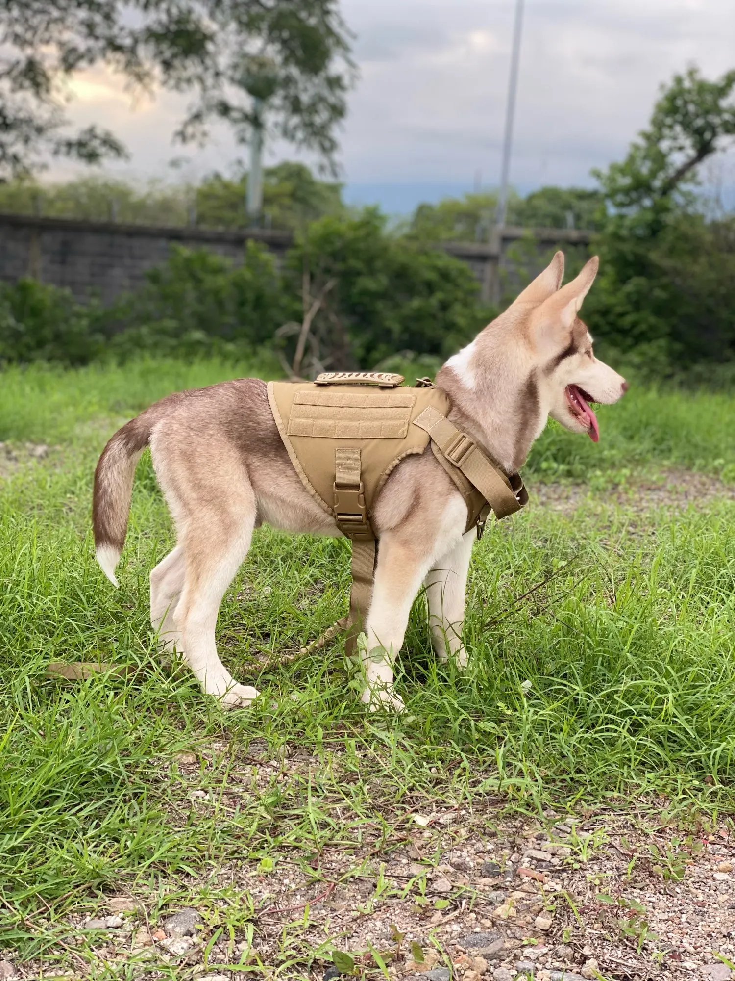 Kopek Gogus Tasmasi K9 Tasma Gogus Tasmasi Tactical Hep21