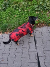 Vest Coat Jacket Pet-Dog-Clothes French-Bulldog-Pet Dogs Small Waterproof Large Winter