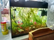 Decorative-Accessories Aquarium Plant Artificial-Daffodil PVC Environmental-Protection-Materials