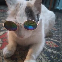 Gafas de sol Multicolor para Gato, productos para perrito y gato, accesorios para fotos, suministros para mascotas