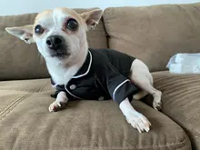 Puppy-Outfit Dogs-Costume Pet-French-Bulldog-Pajamas Chihuahua Fashion Small Medium Perro