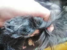 Hair-Trimmer Pets-Clippers Pet-Grooming-Machine Nail-Grinding Dog Baorun Foot-Hair Usb-Rechargeable