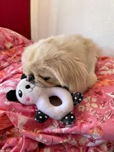 Juguete para masticar para entrenamiento de perros, juguete de felpa interactivo para perros, juguetes masticables para mascotas para perros pequeños y grandes