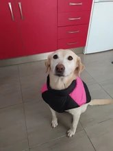 Chaleco impermeable para perros grandes y pequeños, abrigo cálido de invierno para cachorros, ropa para mascotas, 4XL, 5XL, nuevo
