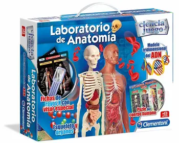 

Laboratory of toy anatomy