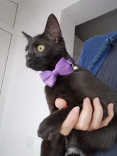 Collar de gato de terciopelo con lazo liso para cachorro, Chihuahua, con campana, hebilla de seguridad ajustable, pajarita para gatos, accesorios para mascotas