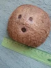 Nest Hamster-House Hiding-Cage Coconut-Shell Small Animal Reptiles Cave Spider Natural