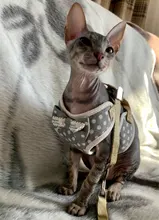 Conjunto de arnés y correa de nailon para perros y gatos, arnés de perrito, Collar de gato de plomo, chaleco para gatos pequeños, suministros para gatos y mascotas