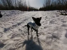 Coat Jacket Vest Bulldog-Clothing Puppy Dogs-Chihuahua French Waterproof Large Winter